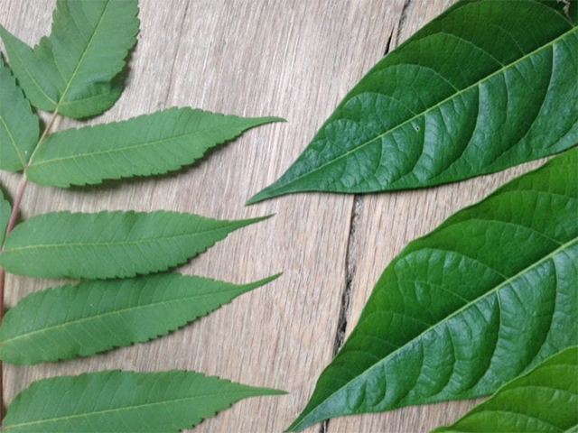 Leaves of TOH and of Sumac
